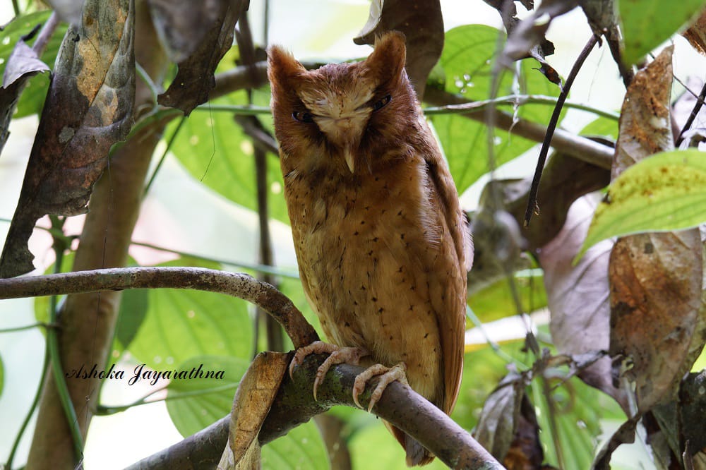Serendib Scops Owl